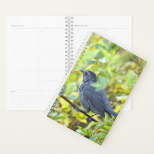 Planificateur de photos d'oiseaux
