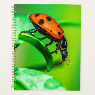 Planificateur Macro Coccinelle Notes Quotidiennes 