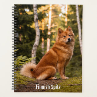Planificateur Spitz finnois