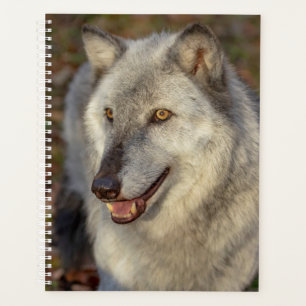 Planificateur Wolf 2024