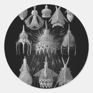Plankton-Muscheln in Schwarzweiss (Cyrtoidea) Runder Aufkleber