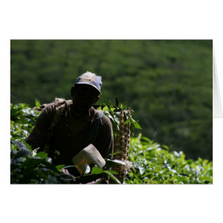 Plantation de thé