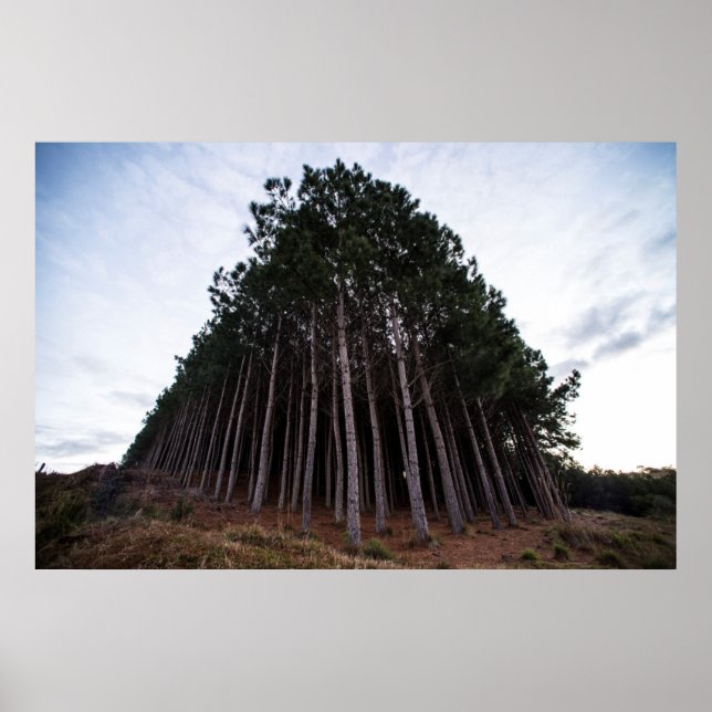 Plantation Poster (Vorne)