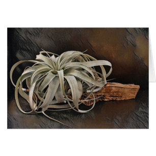 Plante aérien Xerographia