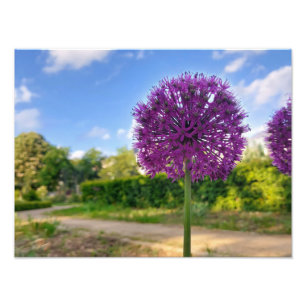 Plante Allium Photo Prints