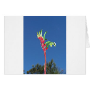 PLANTE DE PATTE DE KANGOUROU