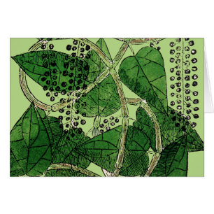 Plante de poivre noir, 1578