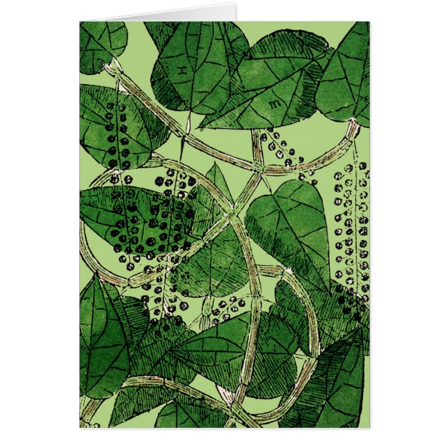 Plante de poivre noir, 1578 (Devant)