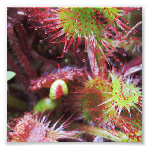 Plante Drosera rotundifolia Fotodruck