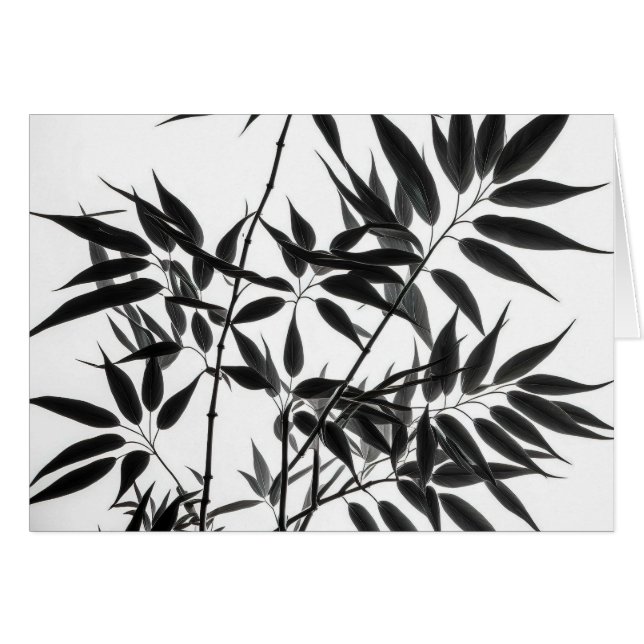 Plante en bambou noir et blanc à l'intérieur (Devant horizontal)