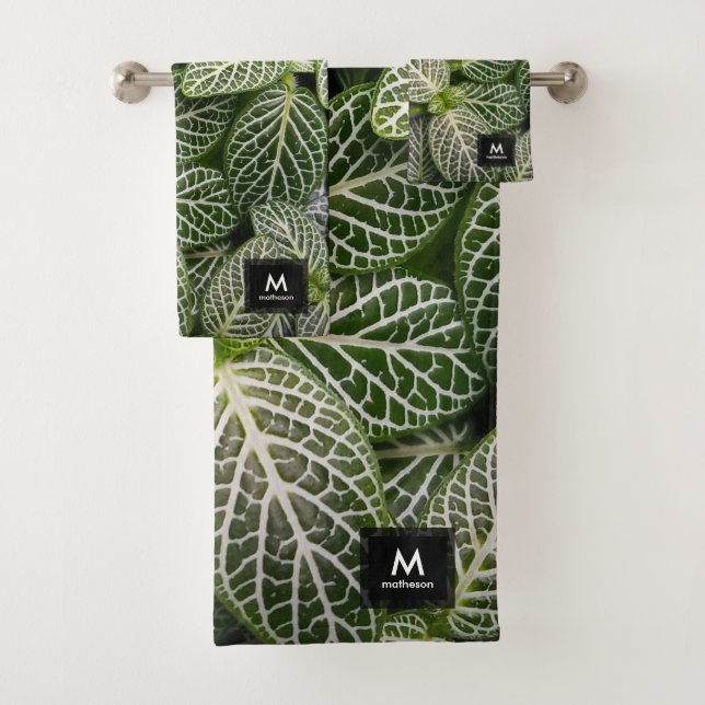 Plante en mosaïque Fittonia avec Feuilles variés (En situation)