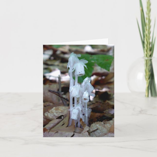 Plante fantôme blanc (Devant)