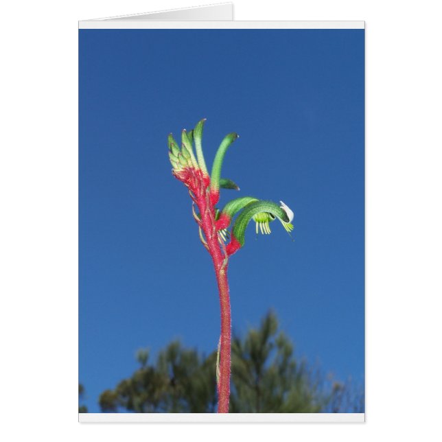 Plante KANGAROO PAW (Devant)