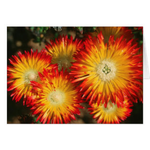 Plantes à glace (Lampranthus Aureus) en fleurs