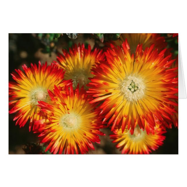 Plantes De Glace (Lampranthus Aureus) En Fleur (Devant horizontal)