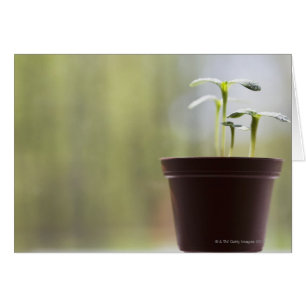 Plantes de tournesol poussant en pot
