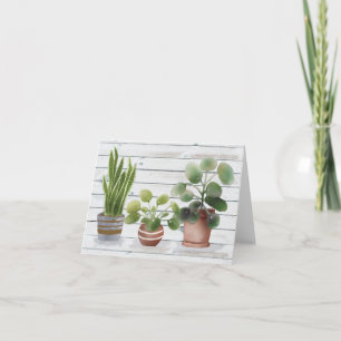 Plantes d'intérieur en pot Pilea et plante serpent