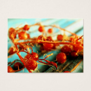 Plantes marines