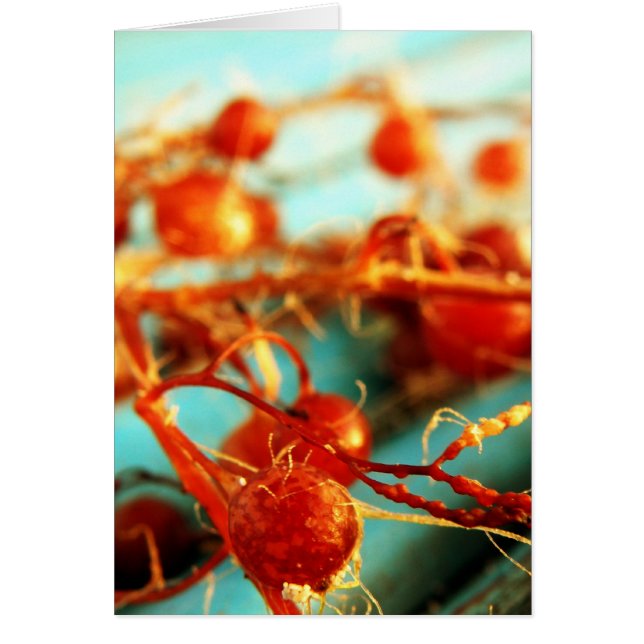 Plantes marines (Devant)