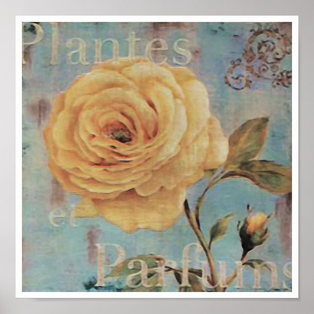 Plantes ~ Print / Poster (Vorne)