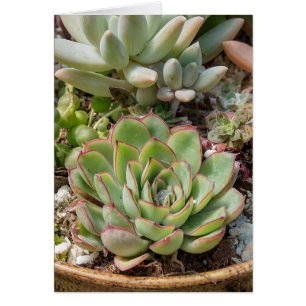 plantes succulents en pot