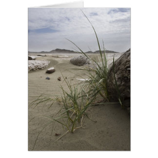 Plantes sur la plage (carte)