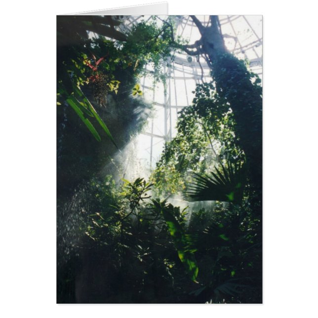 Plantes tropicaux (Devant)