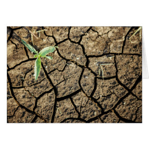 Plantule dans une terre fissurée