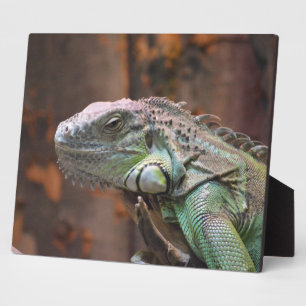 Plaque avec lézard Iguana coloré