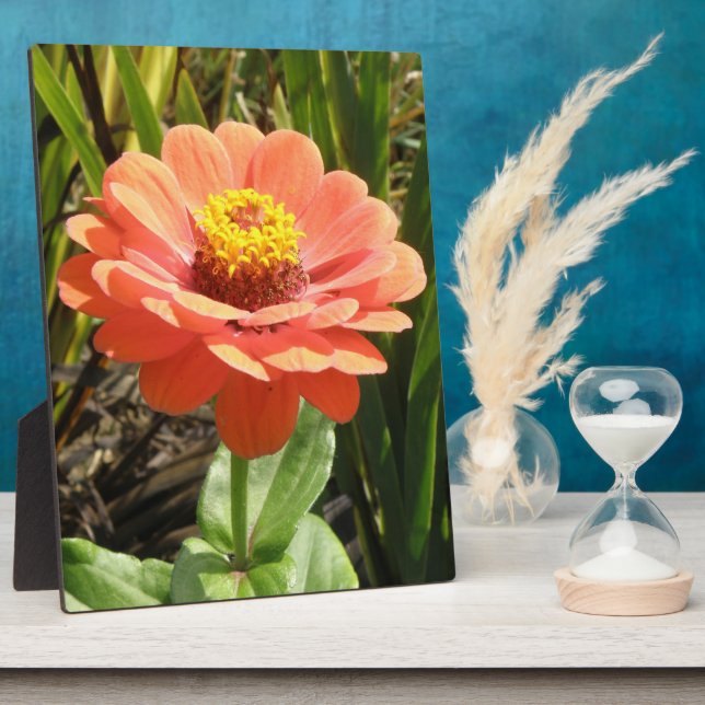Plaque de fleurs d'Orange Zinnia (Côté)