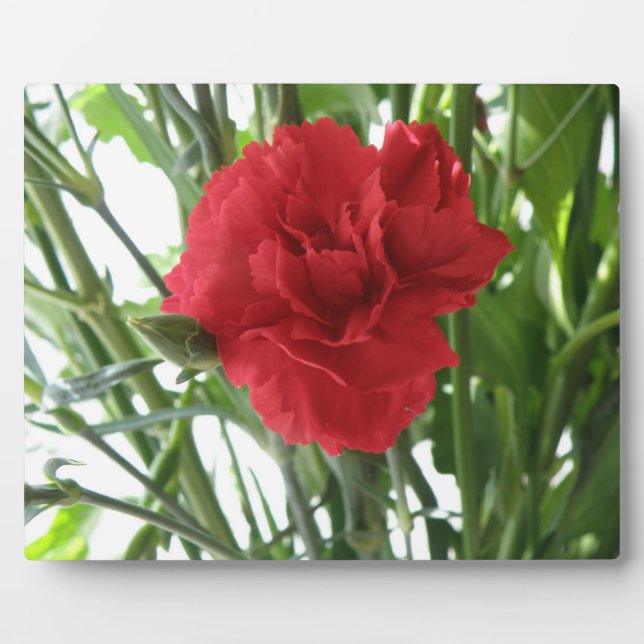Plaque de la nation rouge (Devant)