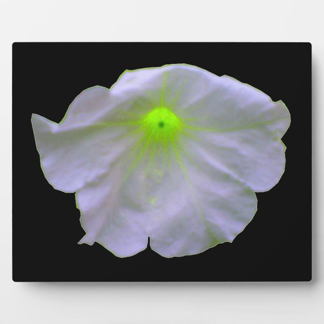 Plaque de lueur verte Petunia (Devant)