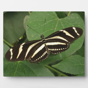 Plaque de papillon Zebra Longwing