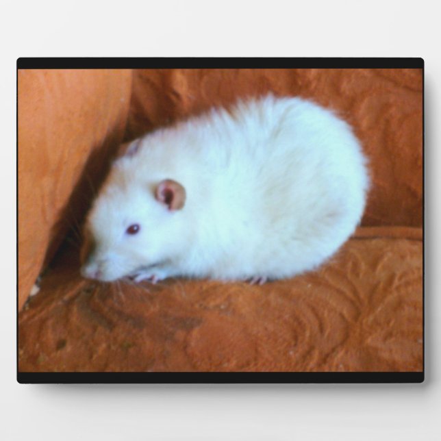 Plaque de rat blanc de boule de neige (Devant)