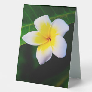 Plaque De Table Photographie de fleurs de plumeria