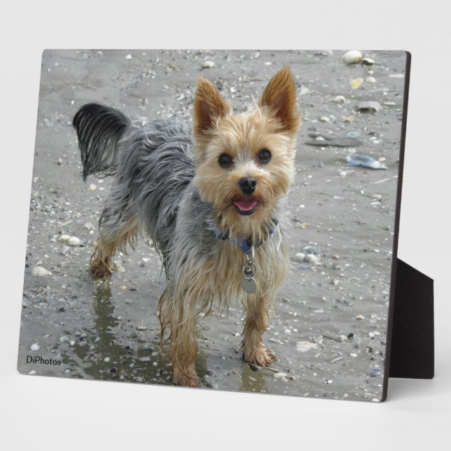 Plaque de Yorkie (Côté)