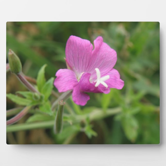 Plaque Fleur sauvage du Campion Rouge (Devant)