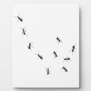 Plaque Photo 10 fourmis