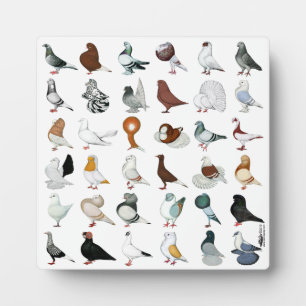 Plaque Photo 36 races de pigeons