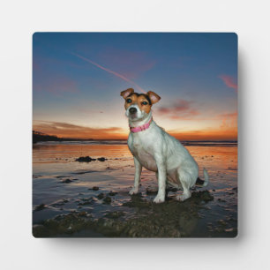 Plaque Photo A Jack Russell Sitting Beach Brighton Beach