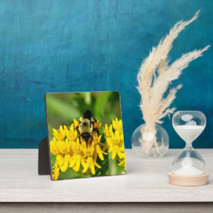 Plaque Photo Abeille se régalant de fleurs sauvages d'asclépiad