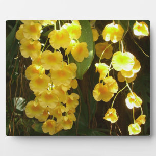 Plaque Photo Accrocher les orchidées jaunes Fleurs tropicales