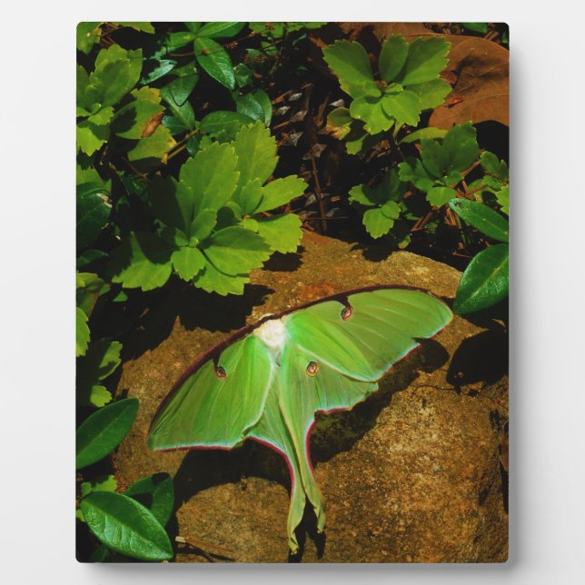 Plaque Photo Actias maenas (Devant)