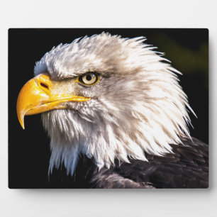 Plaque Photo Aigle 2
