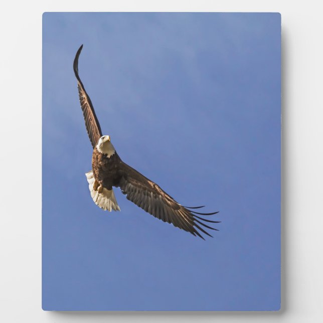 Plaque Photo Aigle chauve en plein vol (Devant)