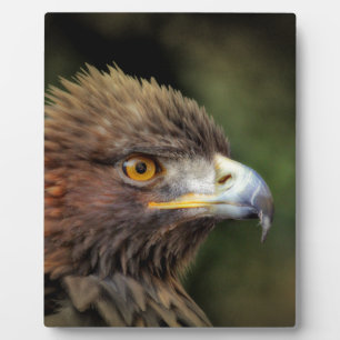 Plaque Photo aigle royal