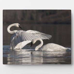 Plaque Photo Aimer les cygnes