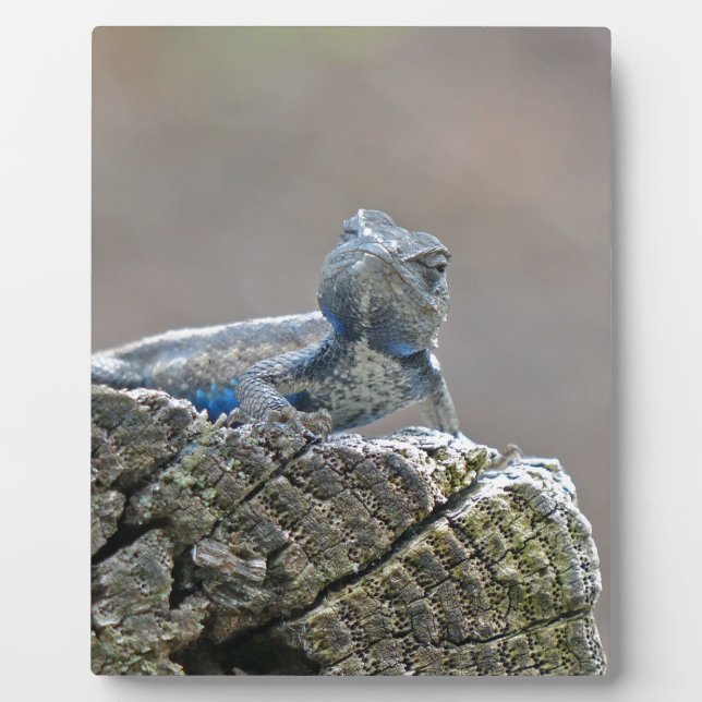Plaque Photo Alligator du ventre bleu Lizard (Devant)