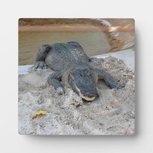 Plaque Photo Alligator, Fort Lauderdale, Floride