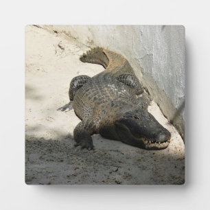 Plaque Photo Alligator, Fort Lauderdale, Floride